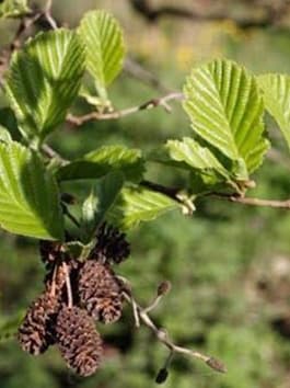 Jelša lepkavá (Mézgás éger)