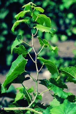 Skrátené internódia (zig-zaging)