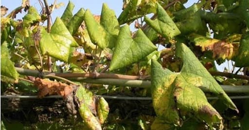 Okraje listu prehnuté dolu, trojuholníkový tvar listu