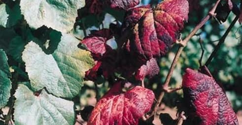 Modré odrody: tmavočervená