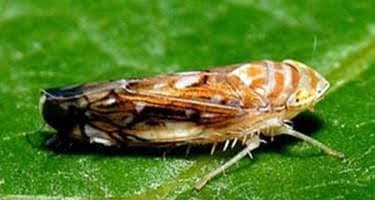 Dospelý jedince (veľkosť 5,5–5,8 mm)