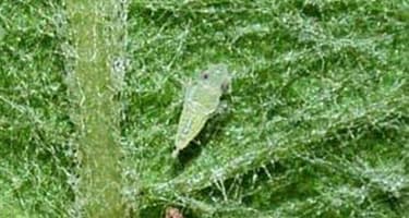 Prvé nymfálne štádium (veľkosť 1,5 mm)