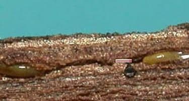 Vajíčka (1,3 mm dlhé, 0,3 mm široké)